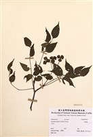 藏品(野鴉椿)的圖片